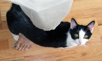 Loki and the pedicure