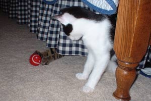 Loki and Thor at Christmas 2005