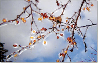 Ice Storm