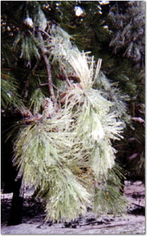 Ice Storm
