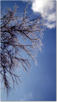 Ice Storm