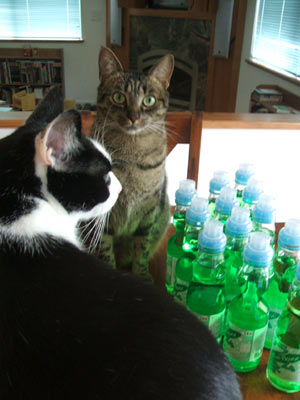 Kiwi Flavor and the babies