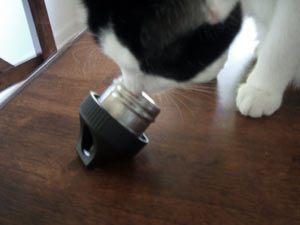 Loki Licks the Klean Kanteen Kap