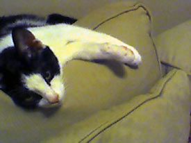 Loki the Kitten