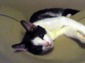 Loki the Kitten