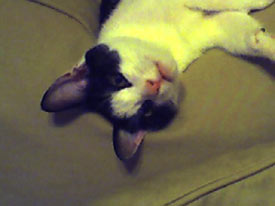 Loki the Kitten