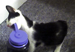 Loki eats Nalgene