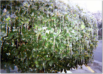 The Ice Storm Chapel Hill NC
